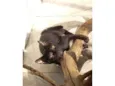 gatinhos 