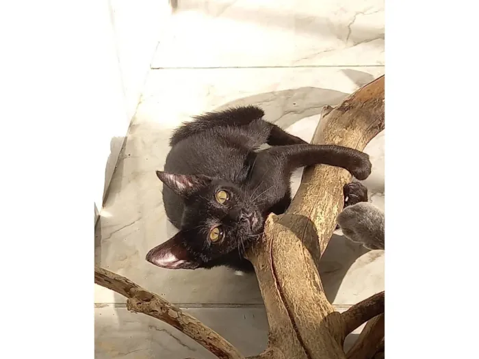 Gato raça SRD-ViraLata idade 2 a 6 meses nome gatinhos 