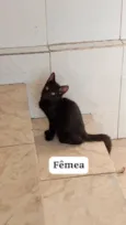 gatinhos 
