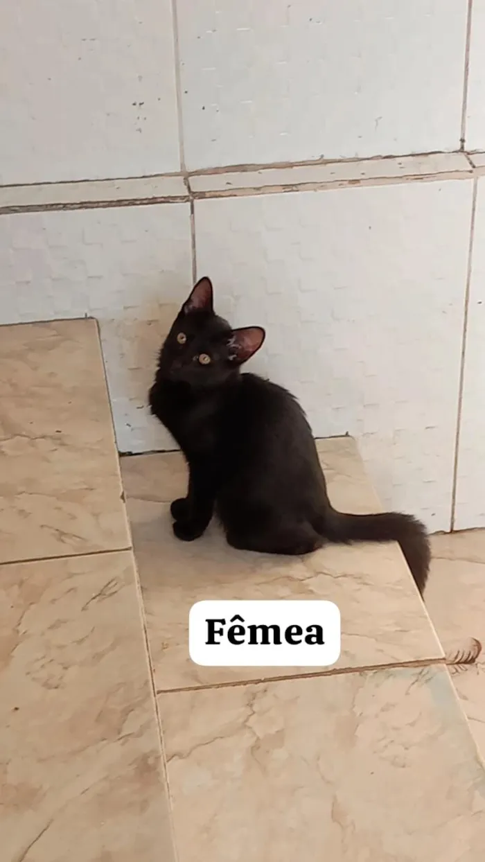 Gato raça SRD-ViraLata idade 2 a 6 meses nome gatinhos 