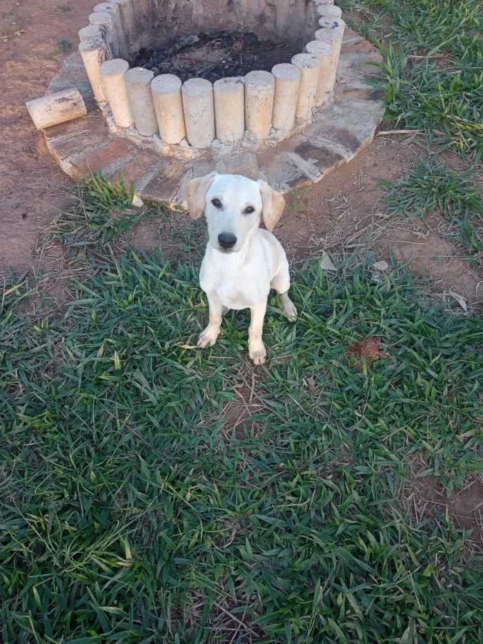 Cachorro raça SRD-ViraLata idade 2 a 6 meses nome luna 