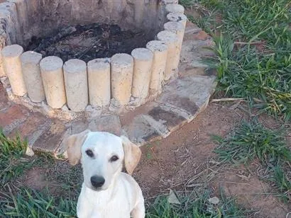 Cachorro raça SRD-ViraLata idade 2 a 6 meses nome luna 