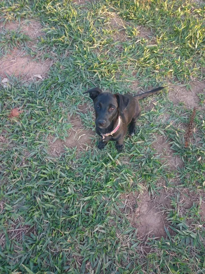 Cachorro raça SRD-ViraLata idade 2 a 6 meses nome Amora 