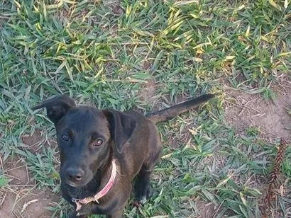 Cachorro raça SRD-ViraLata idade 2 a 6 meses nome Amora 