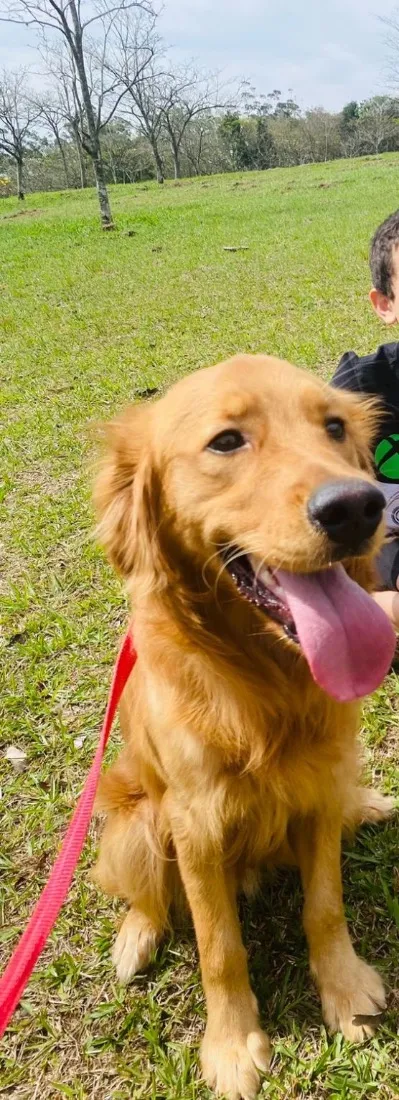 Cachorro raça Rottweiler idade 3 anos nome Shadow