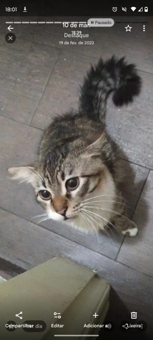 Gato raça SRD-ViraLata idade 5 anos nome Miguel