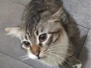 Gato raça SRD-ViraLata idade 5 anos nome Miguel