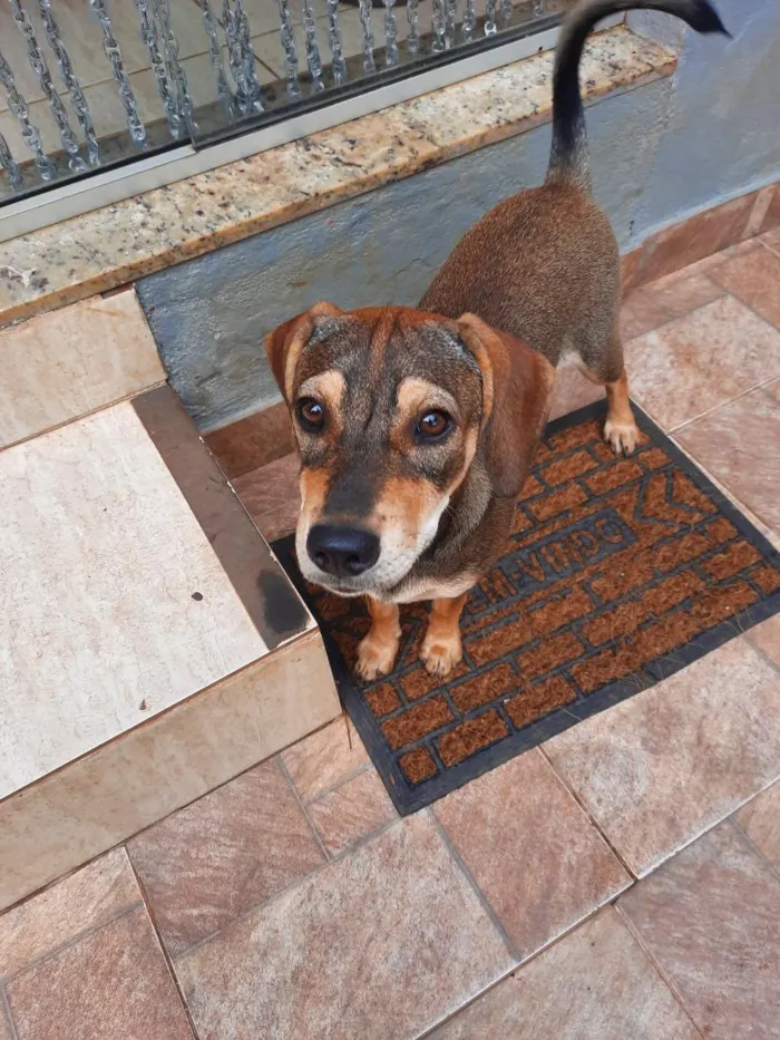 Cachorro raça SRD-ViraLata idade 2 a 6 meses nome polenta