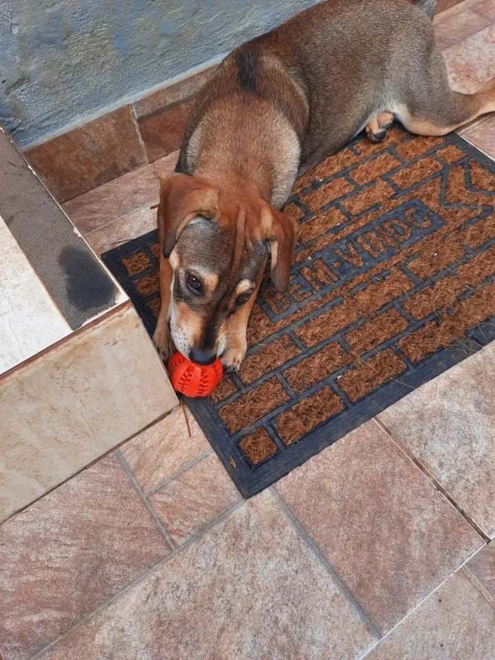 Cachorro raça SRD-ViraLata idade 2 a 6 meses nome polenta