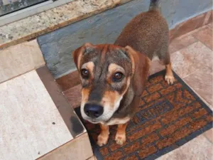 Cachorro raça SRD-ViraLata idade 2 a 6 meses nome polenta