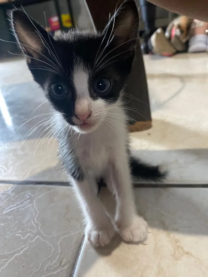 Gato raça SRD-ViraLata idade 2 a 6 meses nome euro e dolar