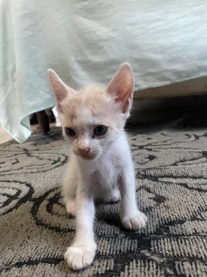 Gato raça SRD-ViraLata idade 2 a 6 meses nome euro e dolar