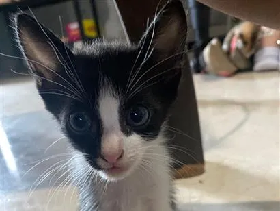 Gato raça SRD-ViraLata idade 2 a 6 meses nome euro e dolar