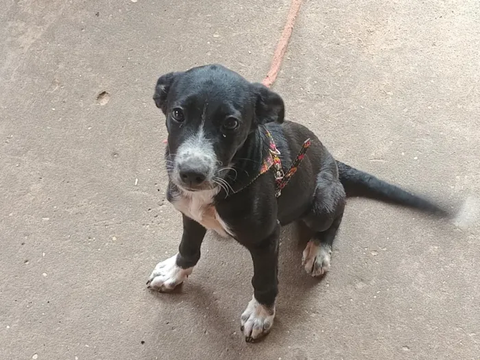 Cachorro raça SRD-ViraLata idade 2 a 6 meses nome café 