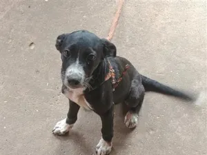 Cachorro raça SRD-ViraLata idade 2 a 6 meses nome café 