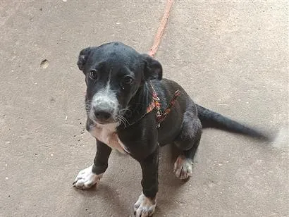 Cachorro raça SRD-ViraLata idade 2 a 6 meses nome café 