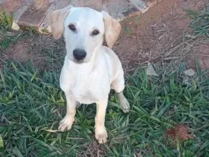 Cachorro raça SRD-ViraLata idade 2 a 6 meses nome luna 