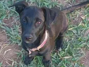 Cachorro raça SRD-ViraLata idade 2 a 6 meses nome Amora 