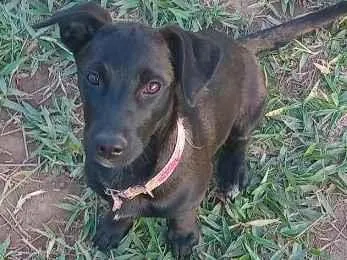 Cachorro raça SRD-ViraLata idade 2 a 6 meses nome Amora 