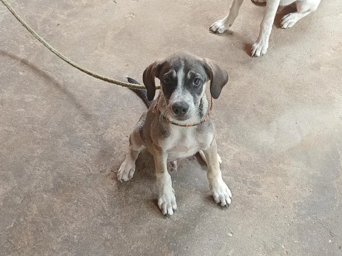Cachorro raça SRD-ViraLata idade 2 a 6 meses nome cinzento 