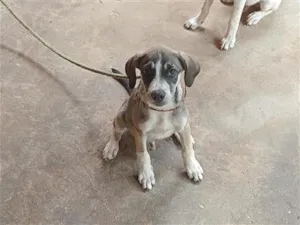 Cachorro raça SRD-ViraLata idade 2 a 6 meses nome cinzento 