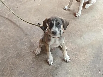 Cachorro raça SRD-ViraLata idade 2 a 6 meses nome cinzento 