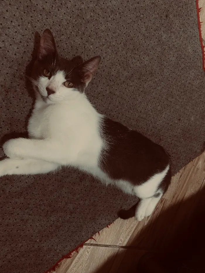 Gato raça SRD-ViraLata idade 7 a 11 meses nome Ravena