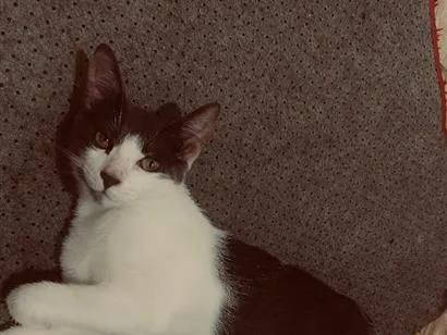 Gato raça SRD-ViraLata idade 7 a 11 meses nome Ravena