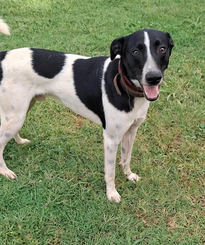 Cachorro raça SRD-ViraLata idade 1 ano nome Baruch