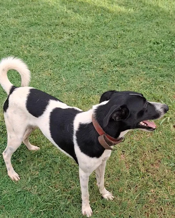 Cachorro raça SRD-ViraLata idade 1 ano nome Baruch