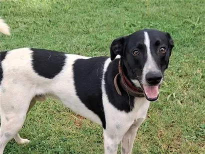 Cachorro raça SRD-ViraLata idade 1 ano nome Baruch