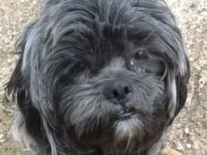 Cachorro raça Shitzu idade 1 ano nome Billy 