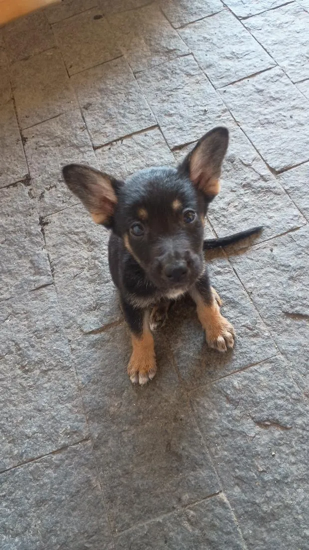 Cachorro raça Pastor Alemão idade Abaixo de 2 meses nome Morceguinho