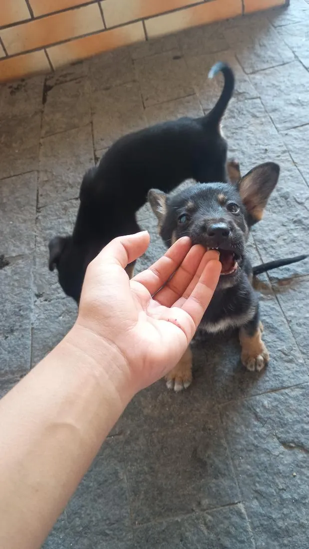 Cachorro raça Pastor Alemão idade Abaixo de 2 meses nome Morceguinho