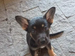 Cachorro raça Pastor Alemão idade Abaixo de 2 meses nome Morceguinho