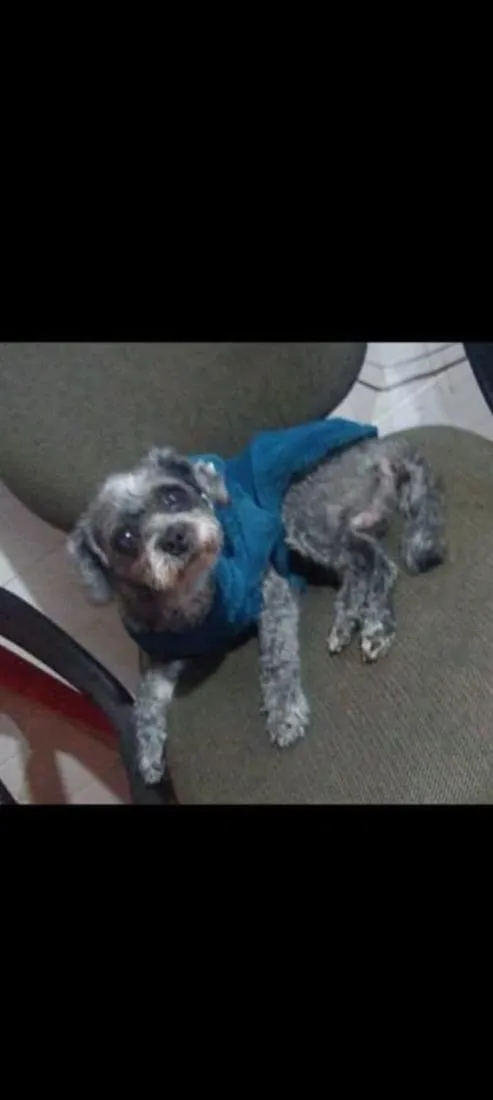 Cachorro raça SRD-ViraLata idade 6 ou mais anos nome nicolas