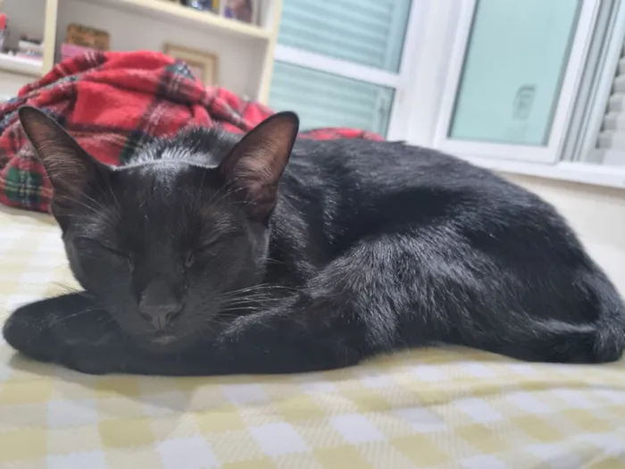 Gato raça SRD-ViraLata idade 1 ano nome Rubi