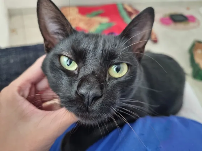 Gato raça SRD-ViraLata idade 1 ano nome Rubi