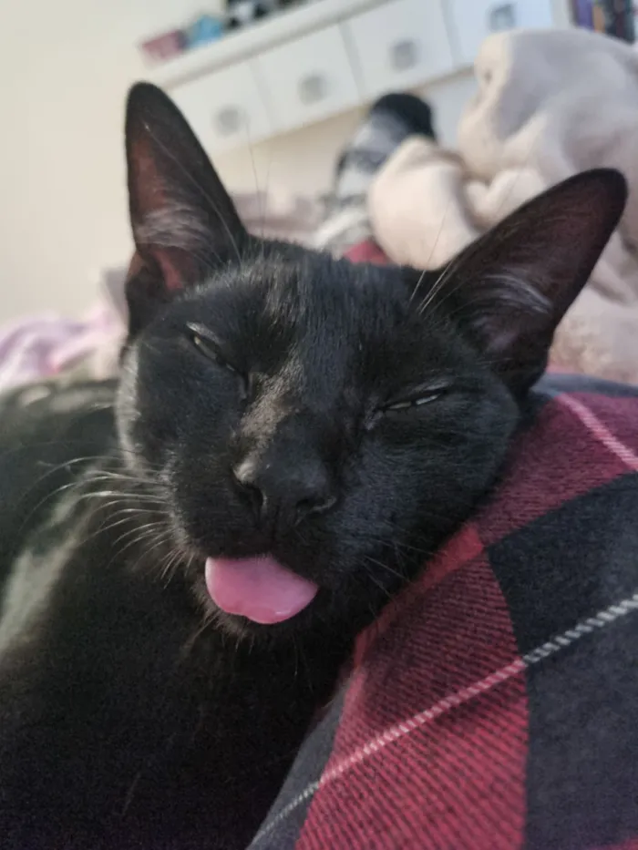 Gato raça SRD-ViraLata idade 1 ano nome Rubi