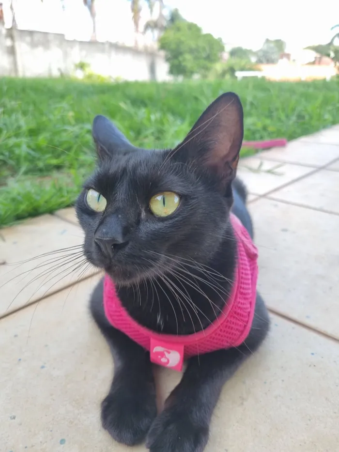 Gato raça SRD-ViraLata idade 1 ano nome Rubi