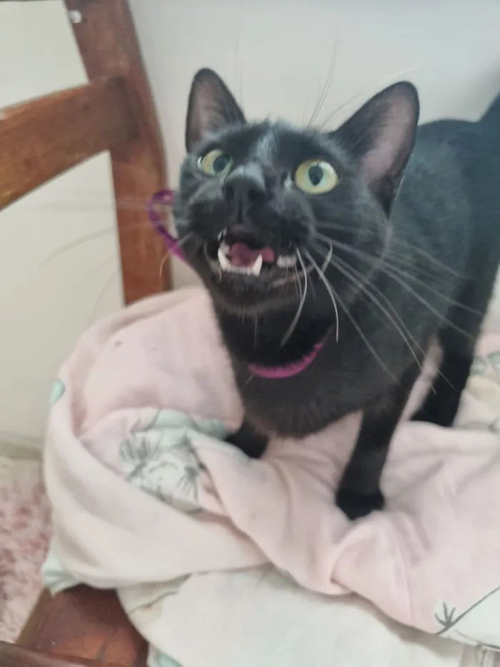 Gato raça SRD-ViraLata idade 1 ano nome Rubi