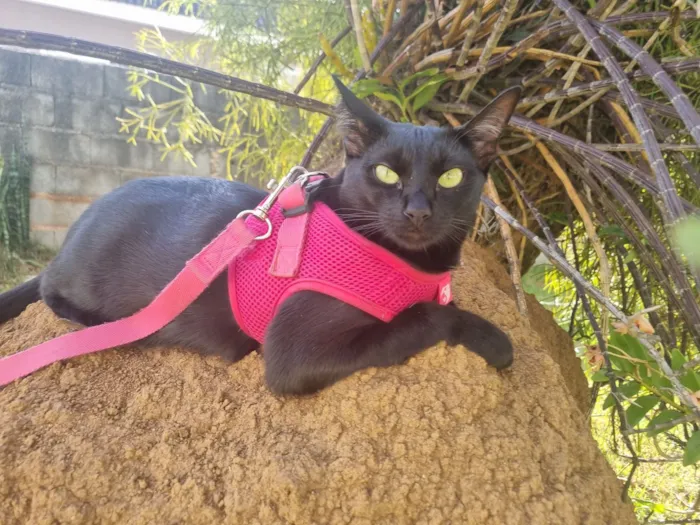 Gato raça SRD-ViraLata idade 1 ano nome Rubi