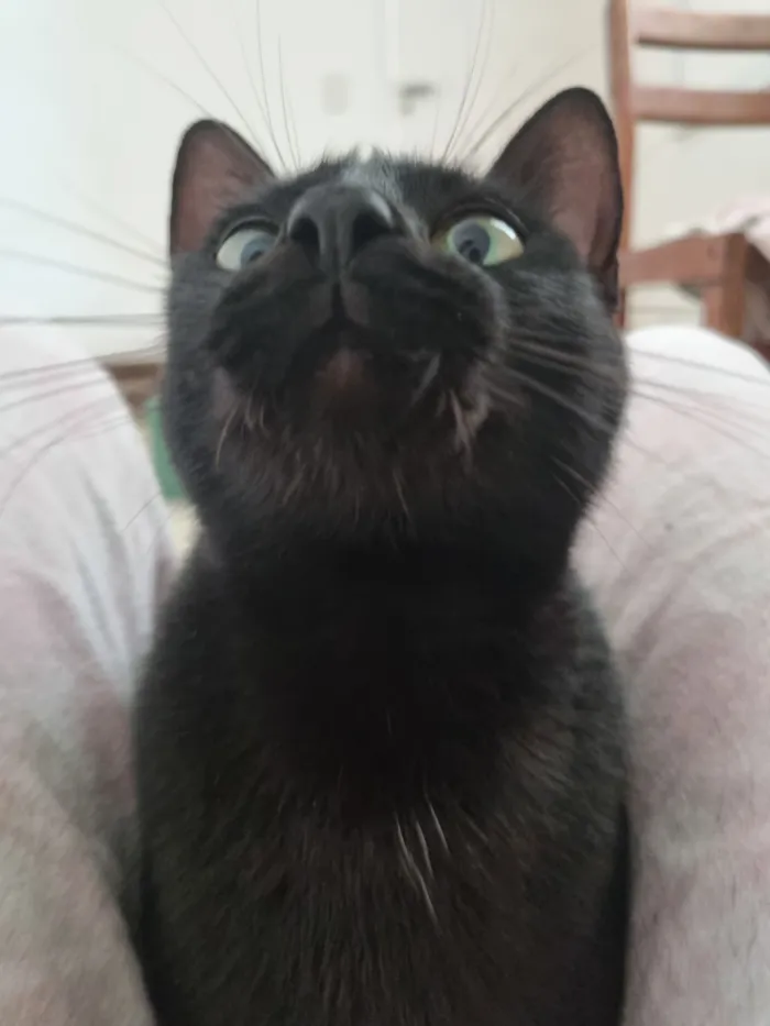 Gato raça SRD-ViraLata idade 1 ano nome Rubi