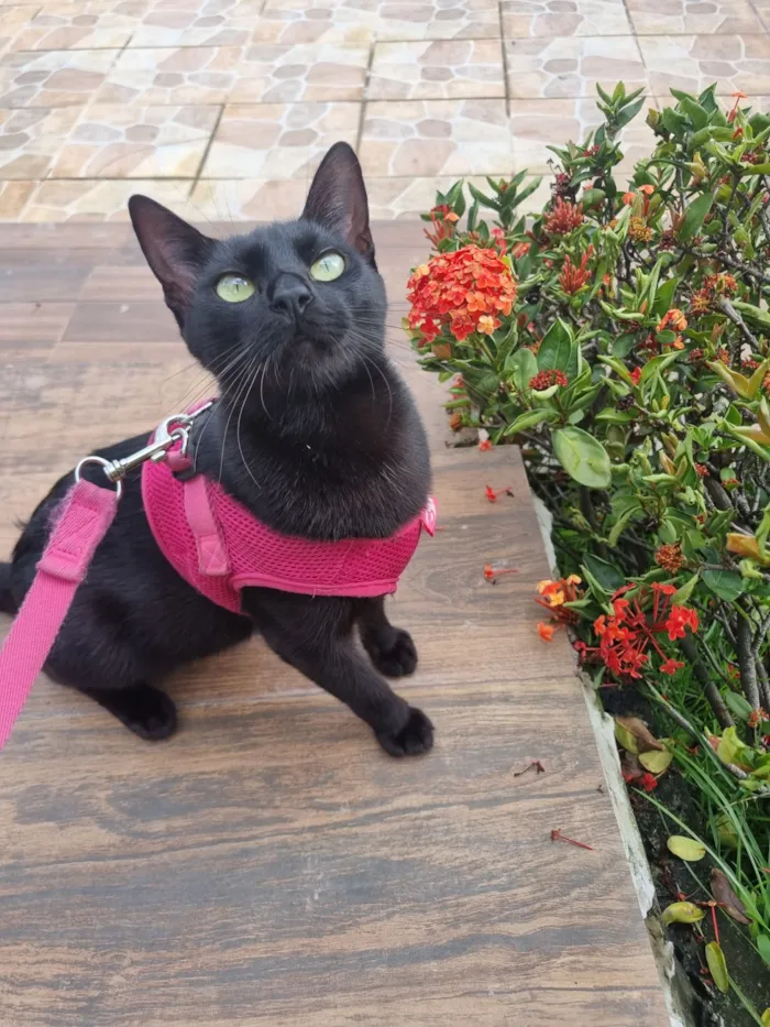 Gato raça SRD-ViraLata idade 1 ano nome Rubi