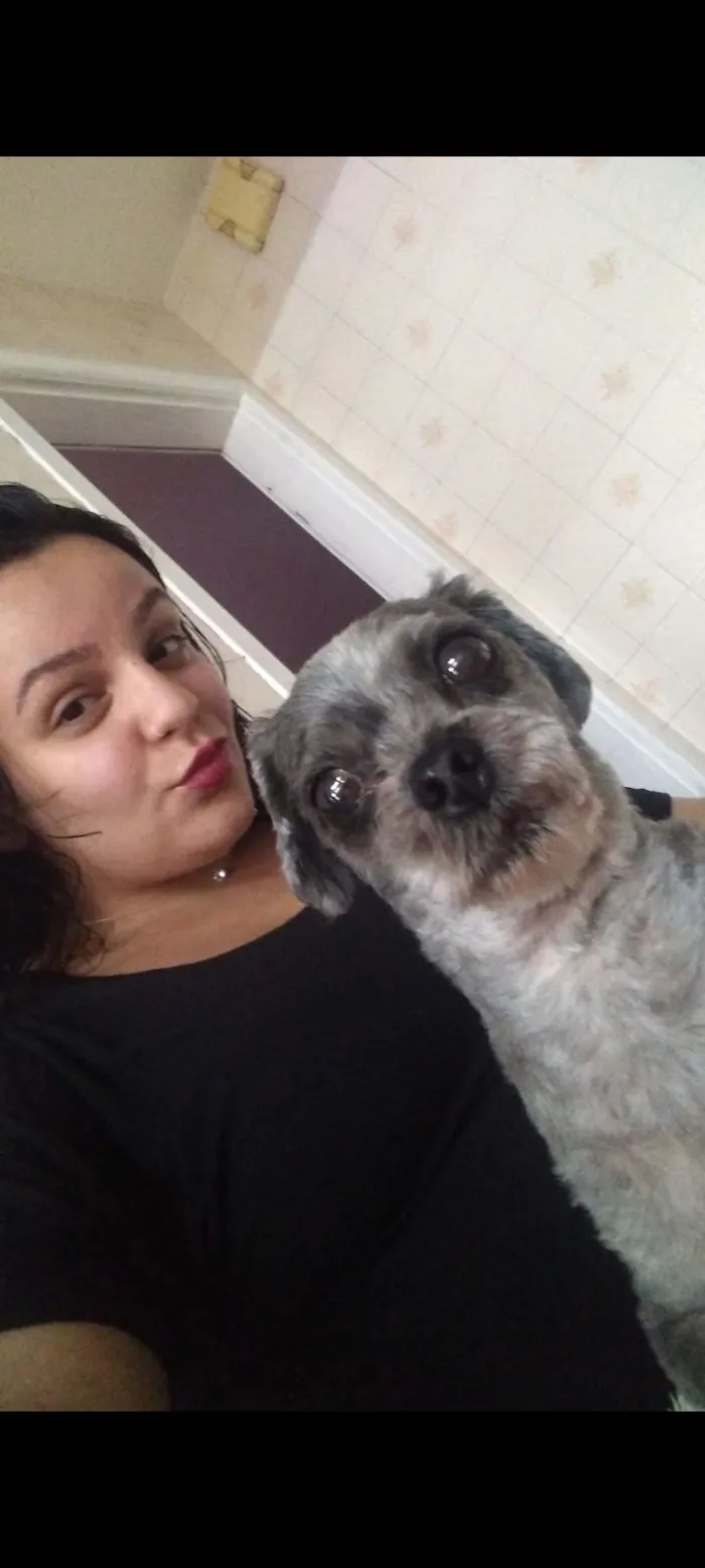 Cachorro raça SRD-ViraLata idade 6 ou mais anos nome nicolas