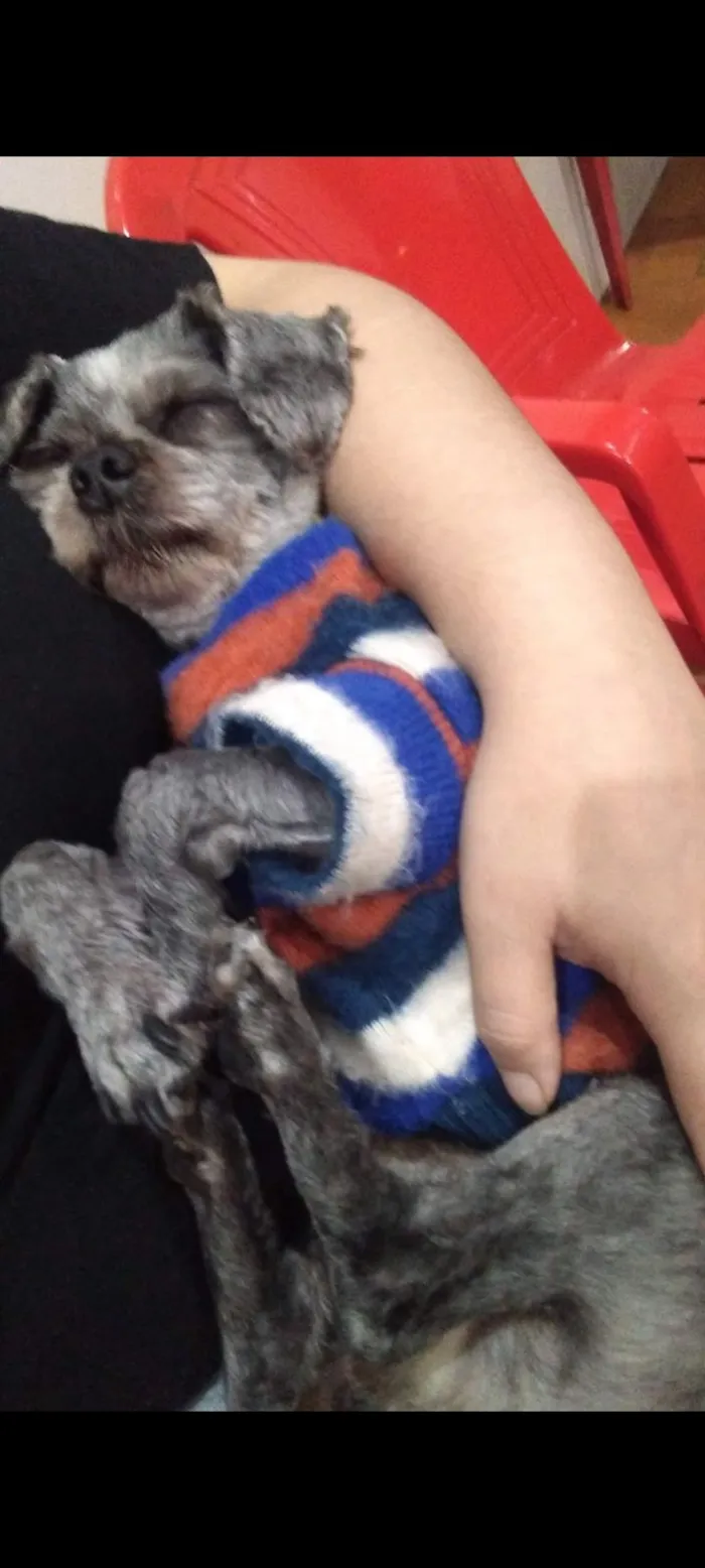 Cachorro raça SRD-ViraLata idade 6 ou mais anos nome nicolas