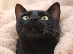 Gato raça SRD-ViraLata idade 1 ano nome Rubi