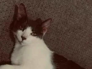 Gato raça SRD-ViraLata idade 7 a 11 meses nome Ravena