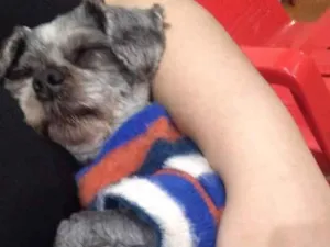 Cachorro raça SRD-ViraLata idade 6 ou mais anos nome nicolas