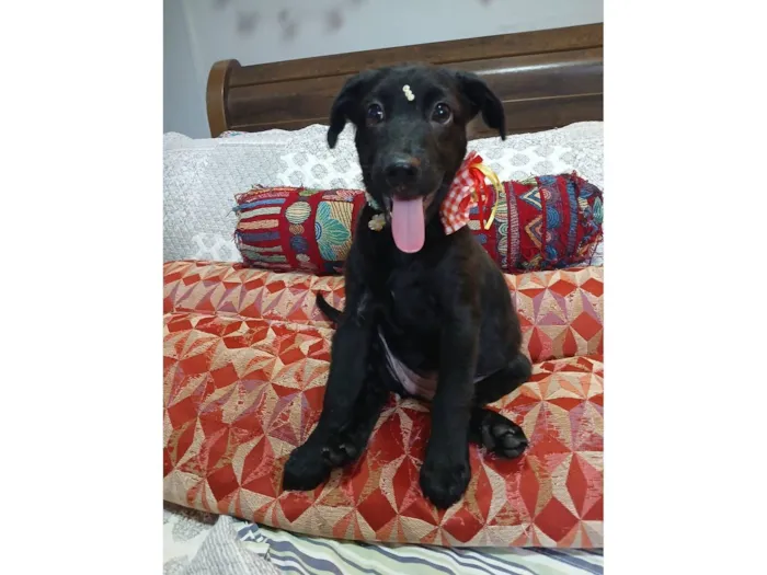Cachorro raça SRD-ViraLata idade 2 a 6 meses nome pity